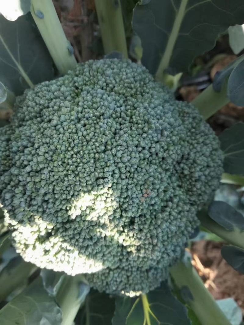 甘蓝苗松软黄芯口感好产量高抗病强苗厂直发品质保证