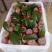 东留芙蓉李
