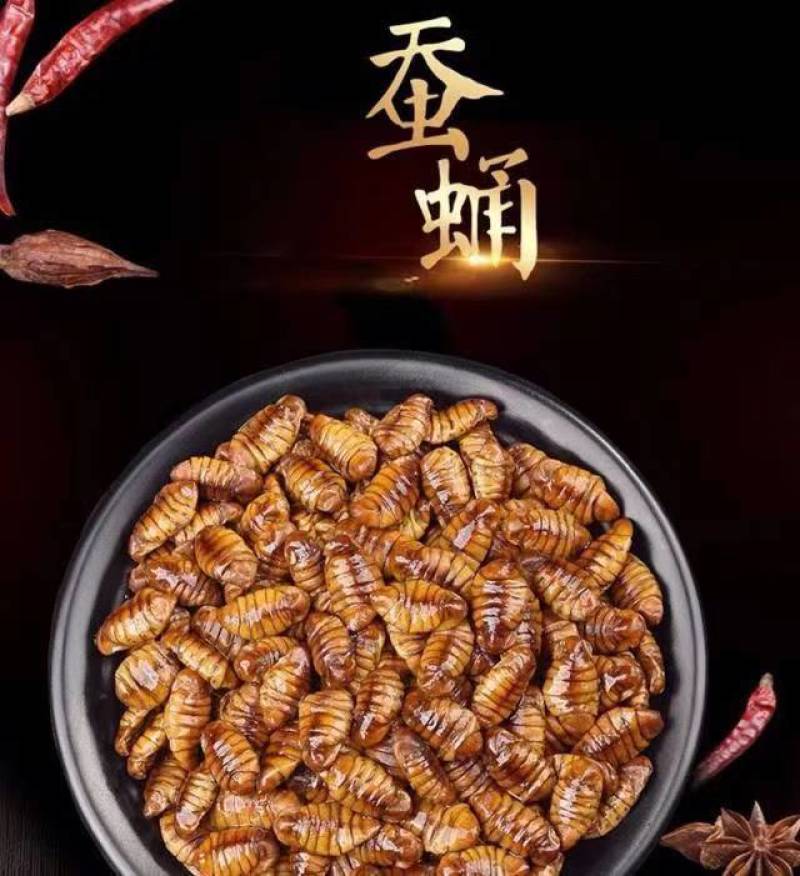 干蛹金丝蚕蛹鲜蚕蛹茧蛹山东批发零售