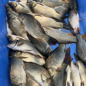 工程鲫（湘云鲫）