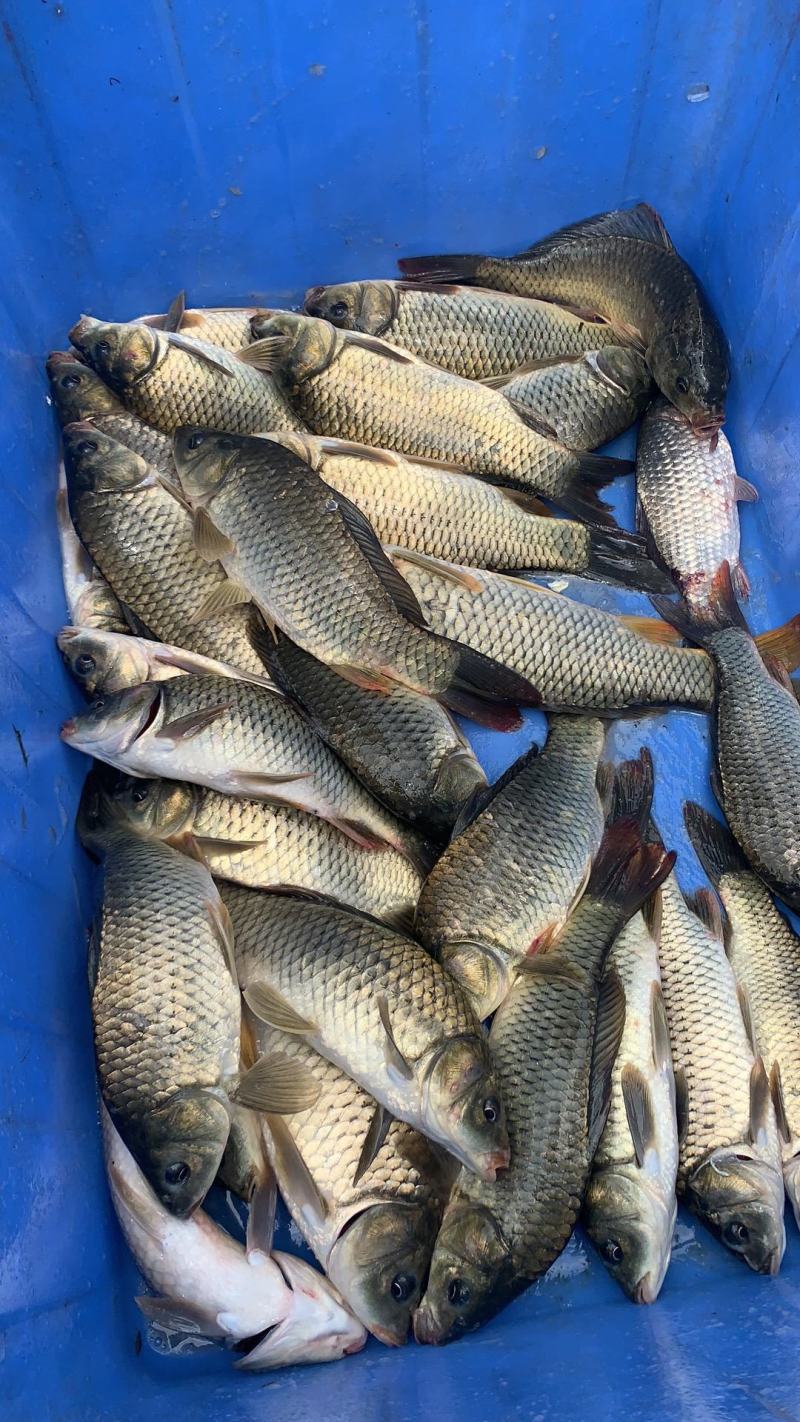 工程鲫（湘云鲫）