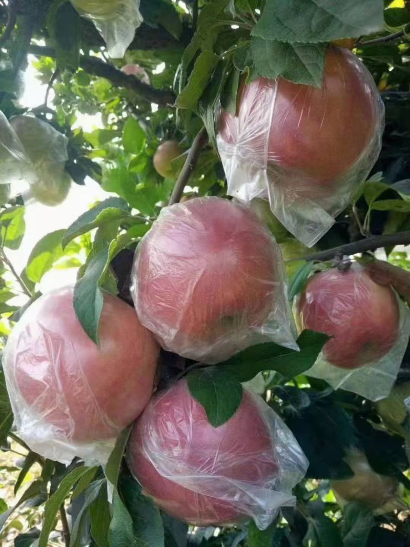 山东红露苹果美八苹果大量批发口感脆甜当天采摘