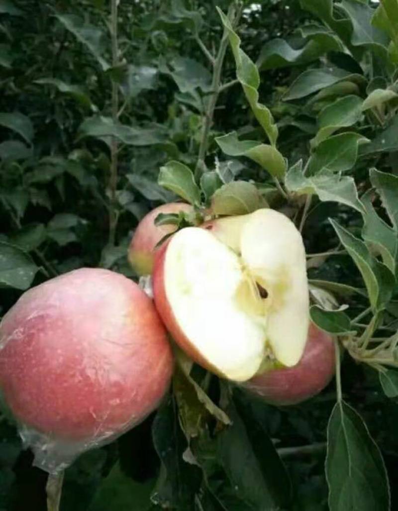 山东红露苹果美八苹果大量批发口感脆甜当天采摘