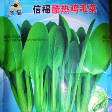 信福酷热鸡毛菜种子耐热品种