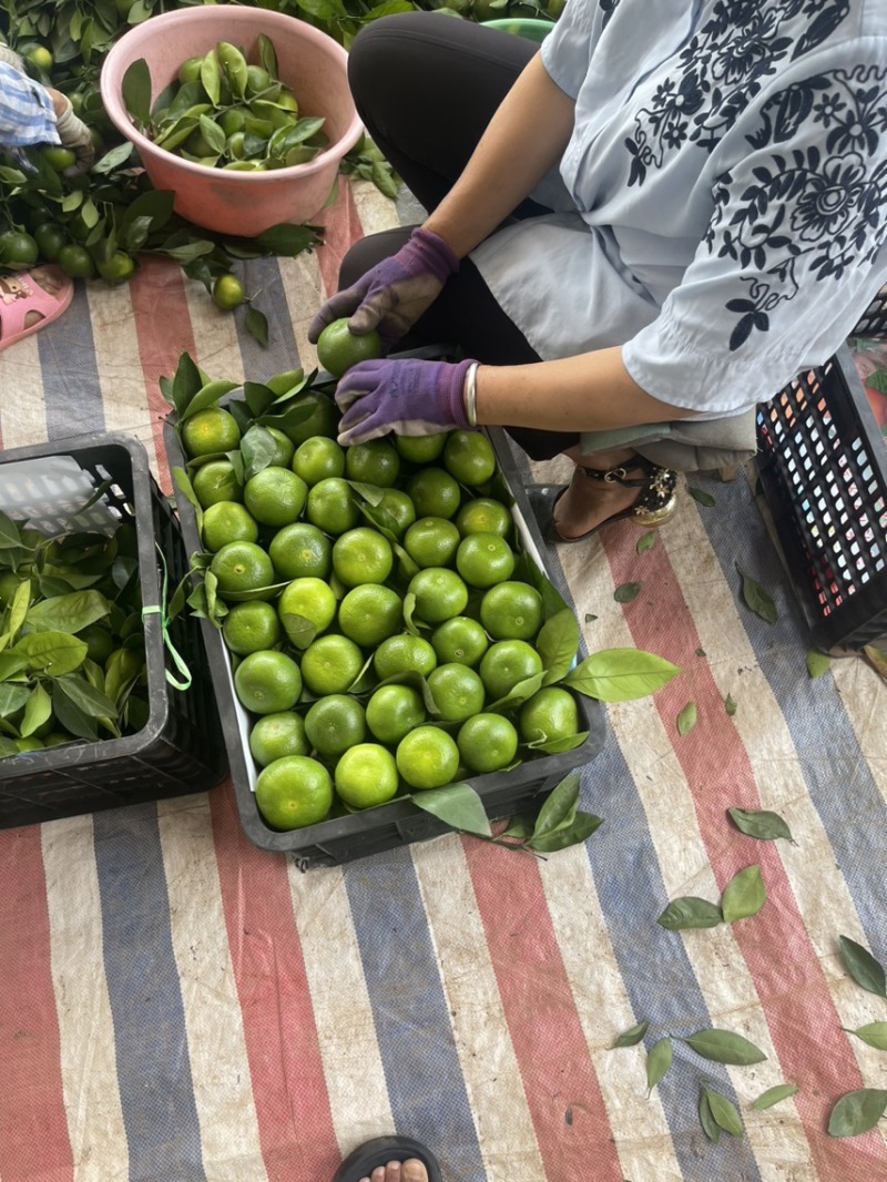 云南蜜橘