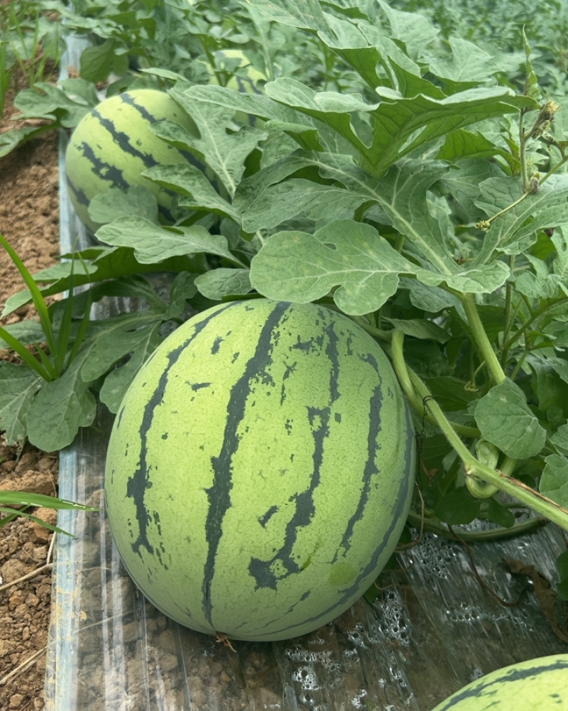 西瓜🍉