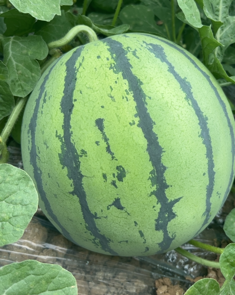 西瓜🍉