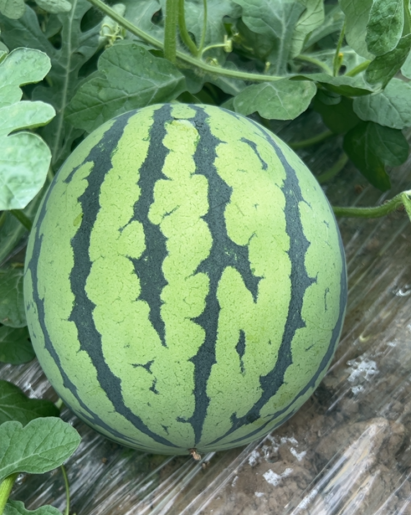 西瓜🍉