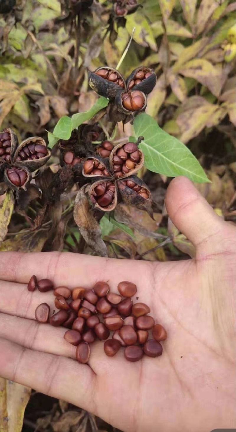 【芍药种子】混色纯白色花纯赤芍成活率高包技术来电定