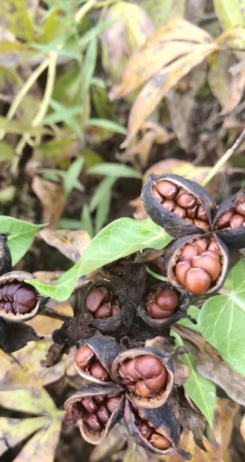 【芍药种子】混色纯白色花纯赤芍成活率高包技术来电定