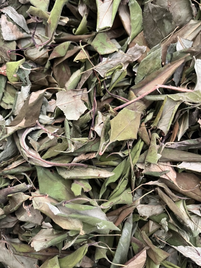 全新连翘叶产地一手货源质量好欢迎来电咨询