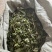 全新连翘叶产地一手货源质量好欢迎来电咨询