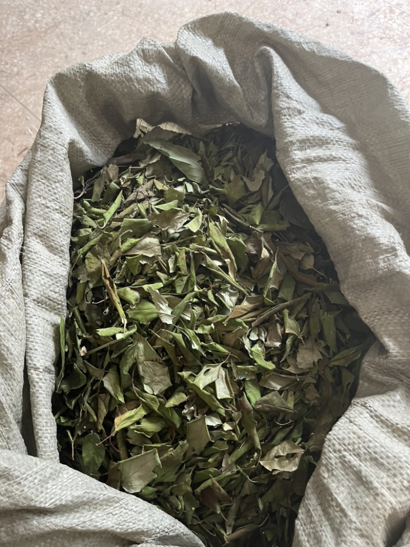 全新连翘叶产地一手货源质量好欢迎来电咨询