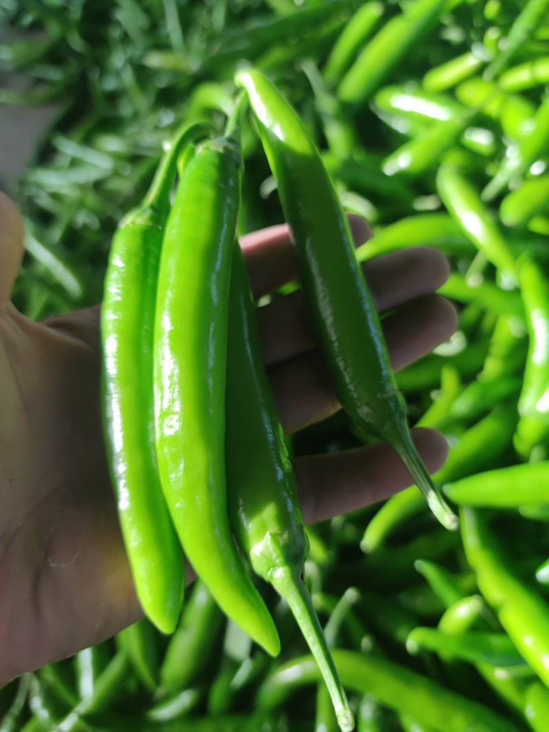 杭椒，市场货，加工厂都有