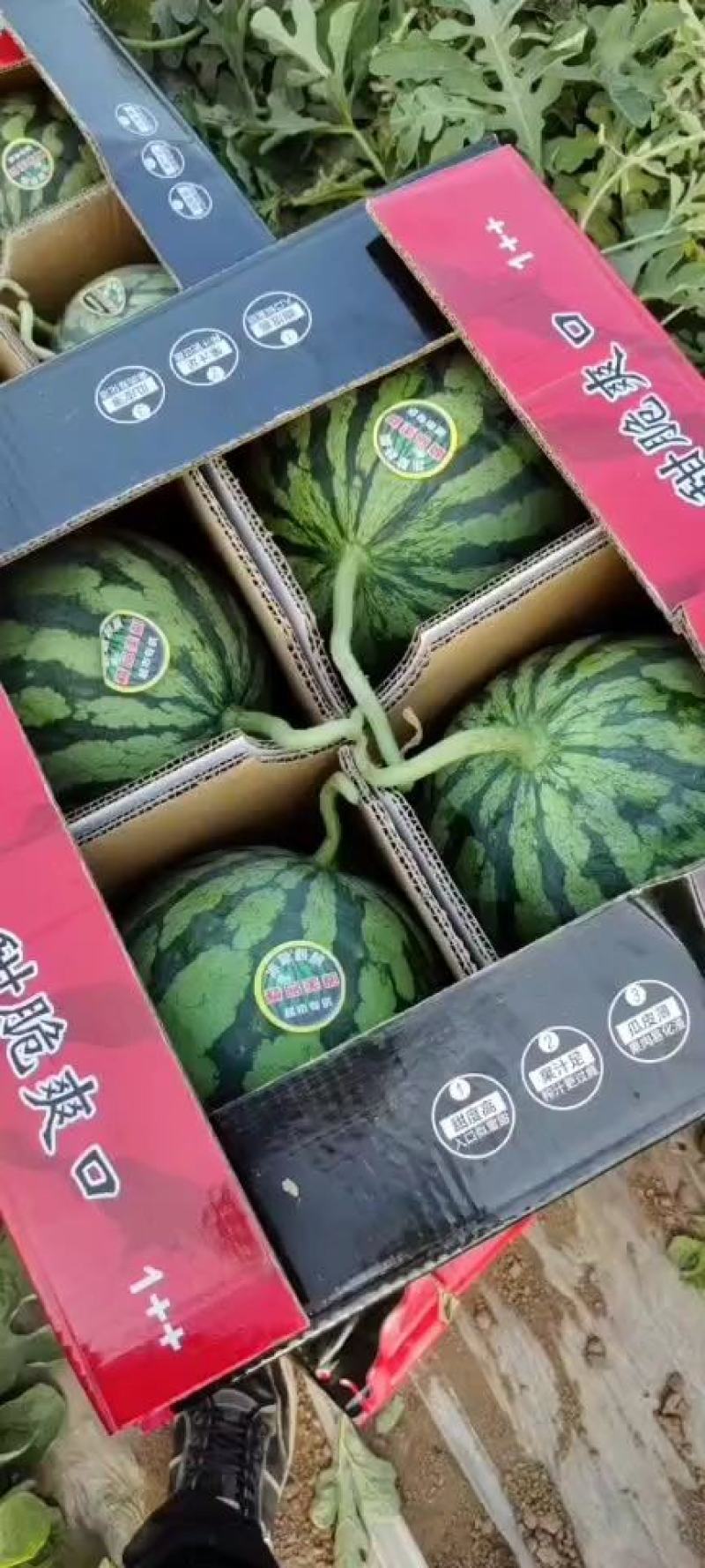 直生苗美都产地直销，质量三包，口感脆甜
