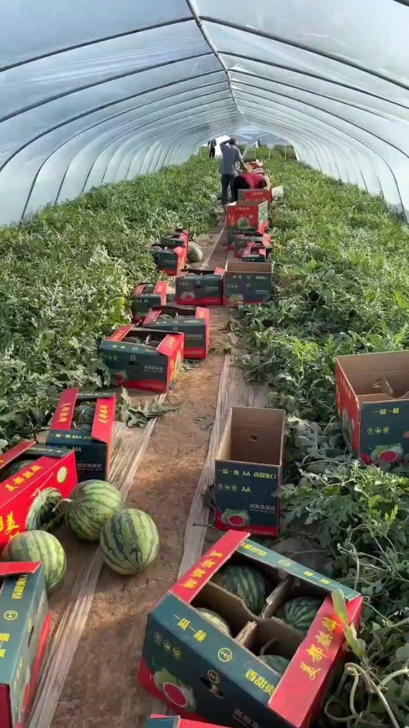直生苗美都产地直销，质量三包，口感脆甜