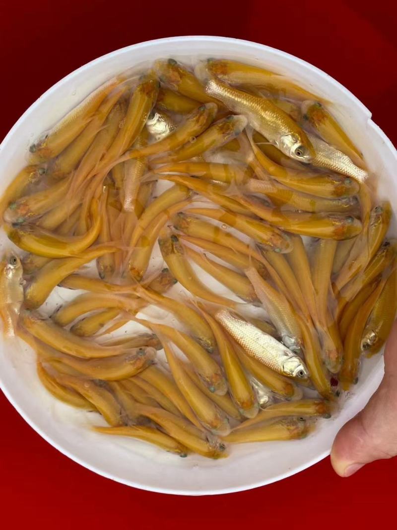 快大型黄金草鱼苗金丝草鱼苗金丝皖鱼品质保证