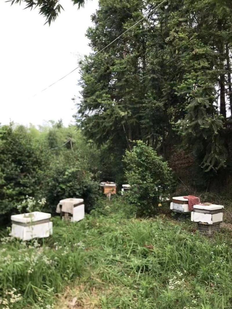 【牛商推荐】精品野生土蜂蜜，原始大山里的精品蜜，欢迎采购