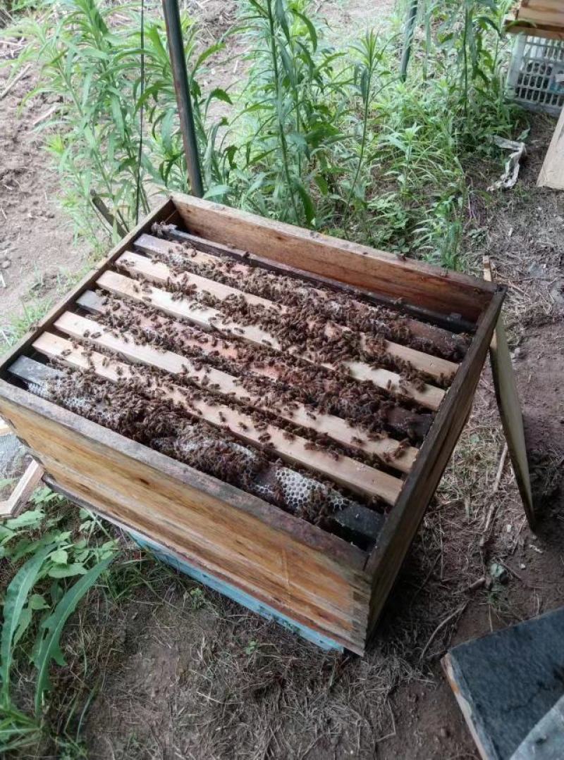 【牛商推荐】精品野生土蜂蜜，原始大山里的精品蜜，欢迎采购