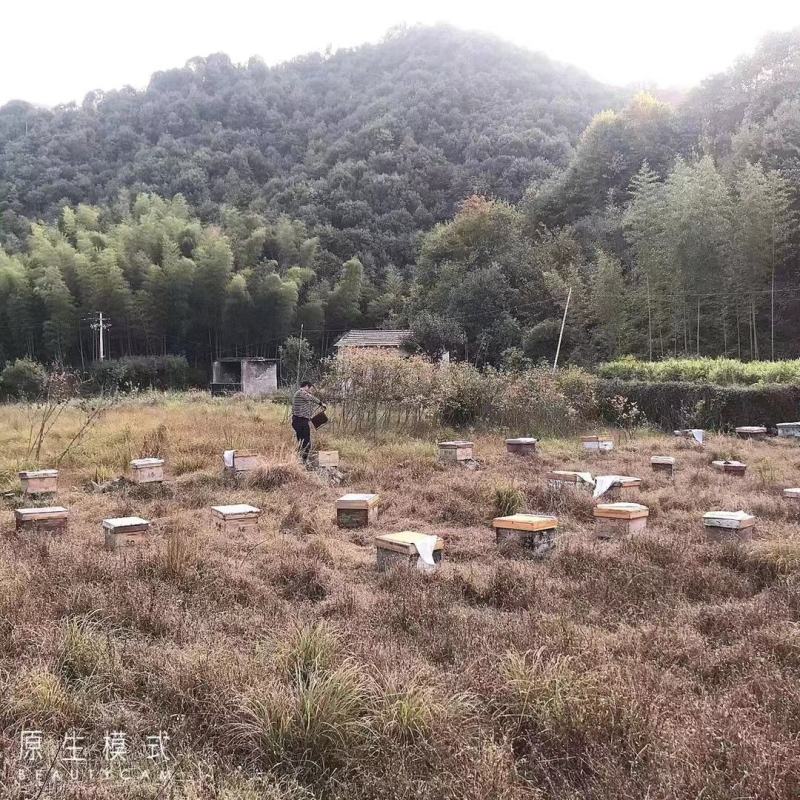 【精品推荐】纯野生土蜂蜜，深山土蜂蜜，适合各类人群食用！