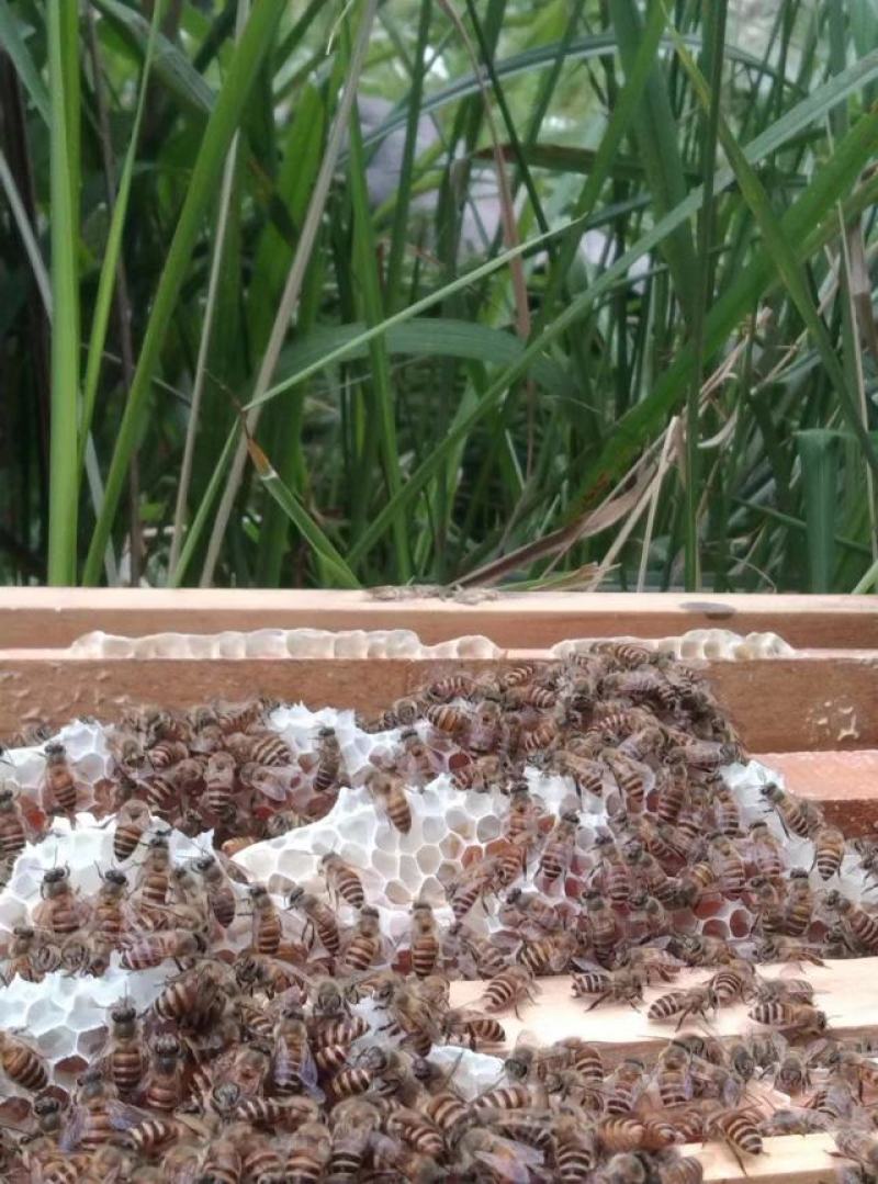 【精品推荐】纯野生土蜂蜜，深山土蜂蜜，适合各类人群食用！