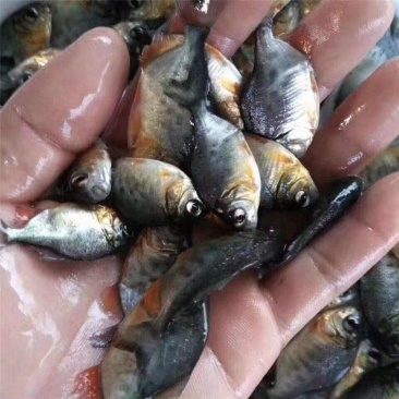 鱼场直供快大型淡水白鲳鱼苗鱼场直供品质保证