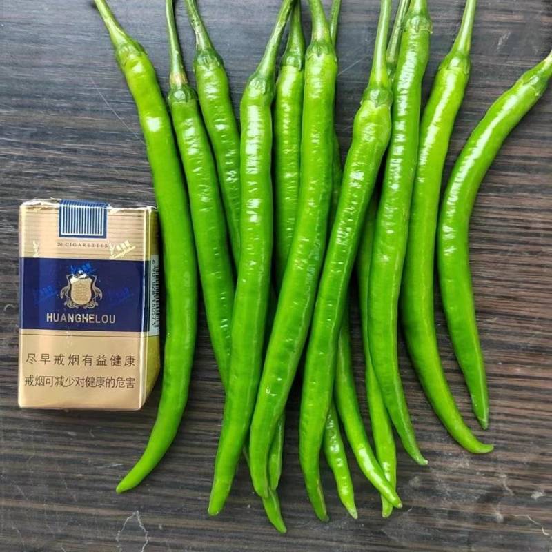 【推荐】精品线椒，产地一手货源，欢迎来电咨询