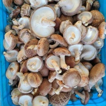 香菇（统货）辽宁香菇合作社直发，货量充足，各种规格均有。