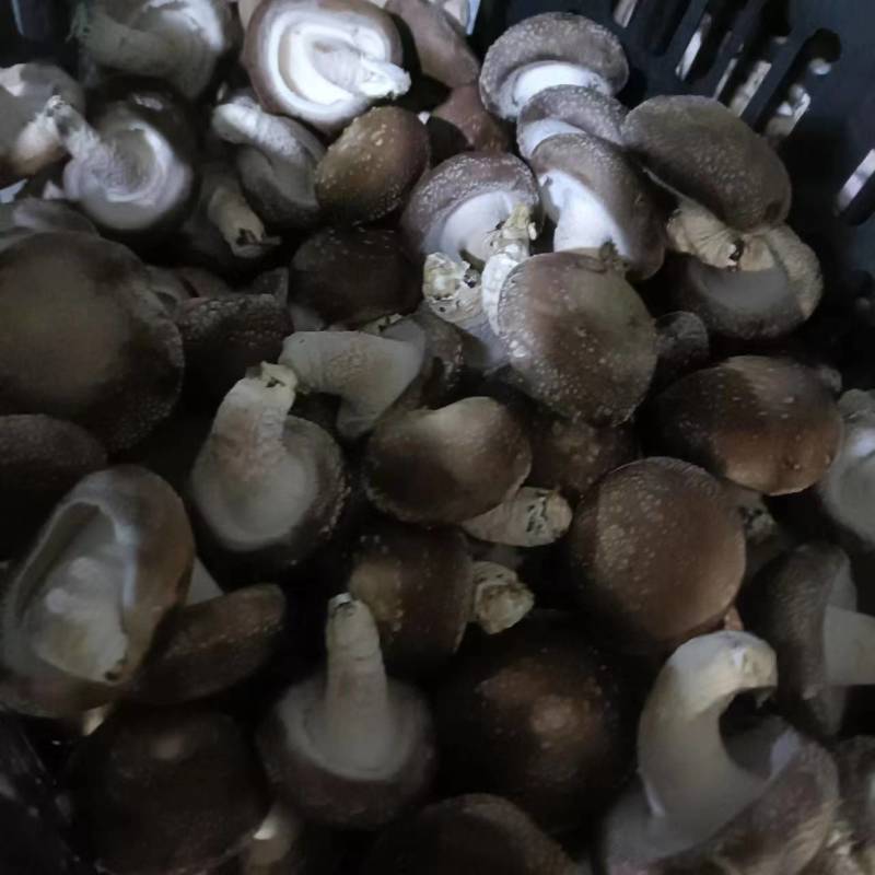 香菇（统货）辽宁香菇合作社直发，货量充足，各种规格均有。