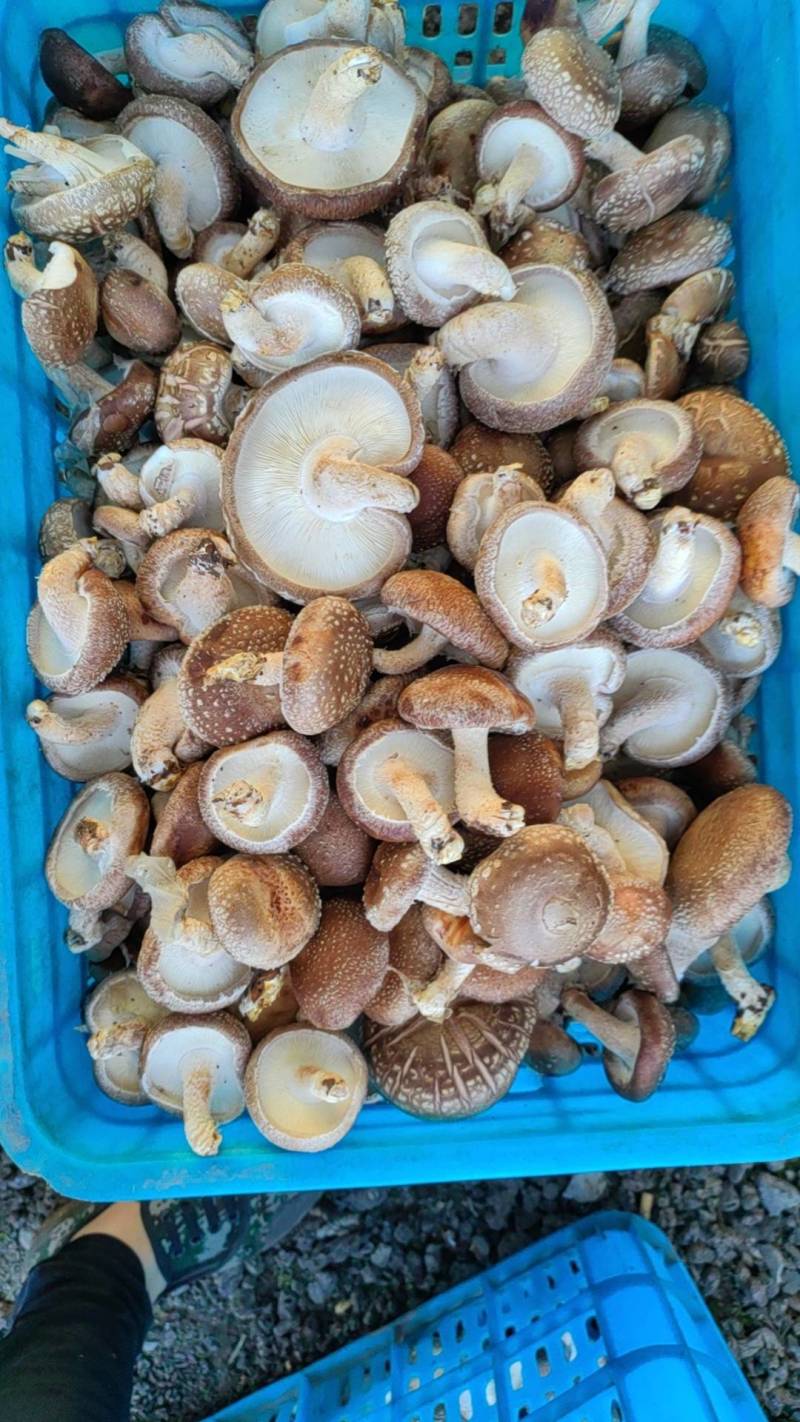 香菇（统货）辽宁香菇合作社直发，货量充足，各种规格均有。