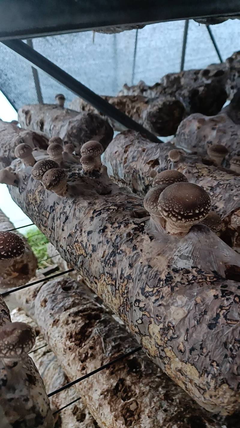 香菇（统货）辽宁香菇合作社直发，货量充足，各种规格均有。