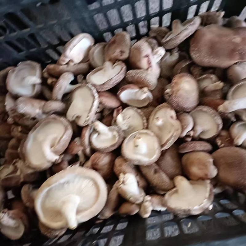香菇（统货）辽宁香菇合作社直发，货量充足，各种规格均有。