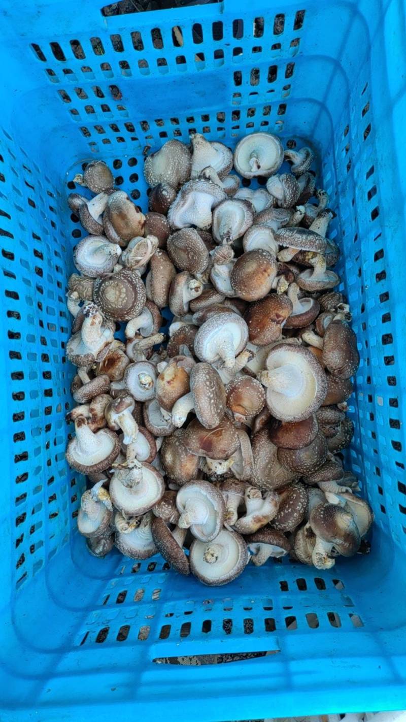 香菇（统货）辽宁香菇合作社直发，货量充足，各种规格均有。