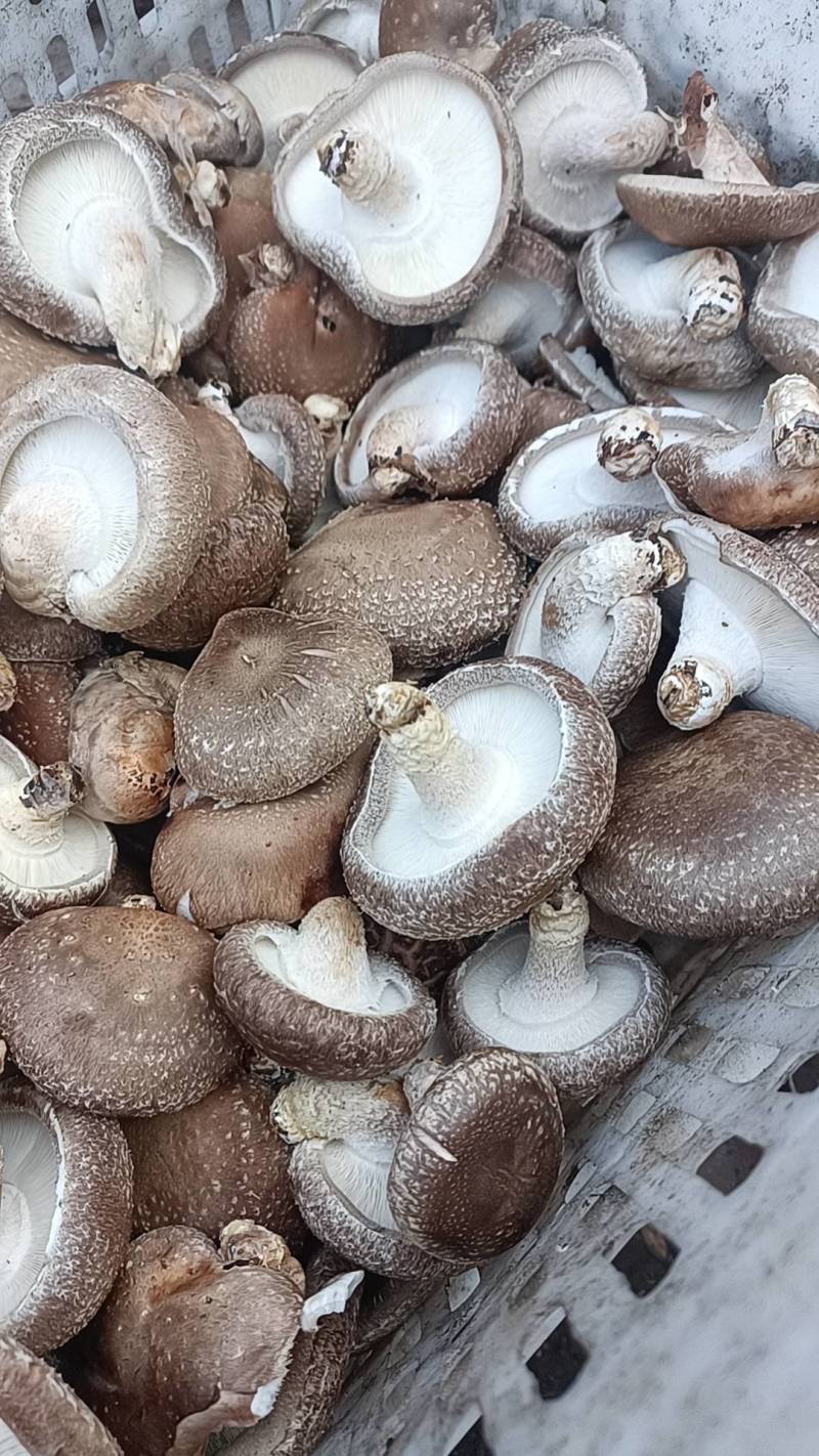 香菇（统货）辽宁香菇合作社直发，货量充足，各种规格均有。