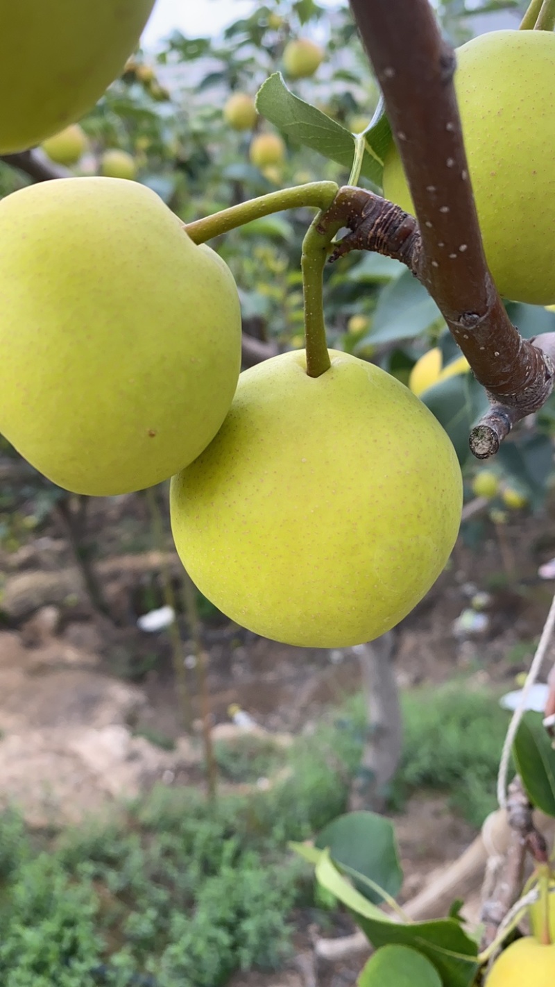 精品早白蜜丁香梨要的联系