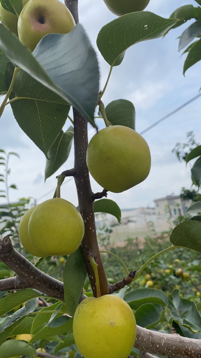 精品早白蜜丁香梨要的联系
