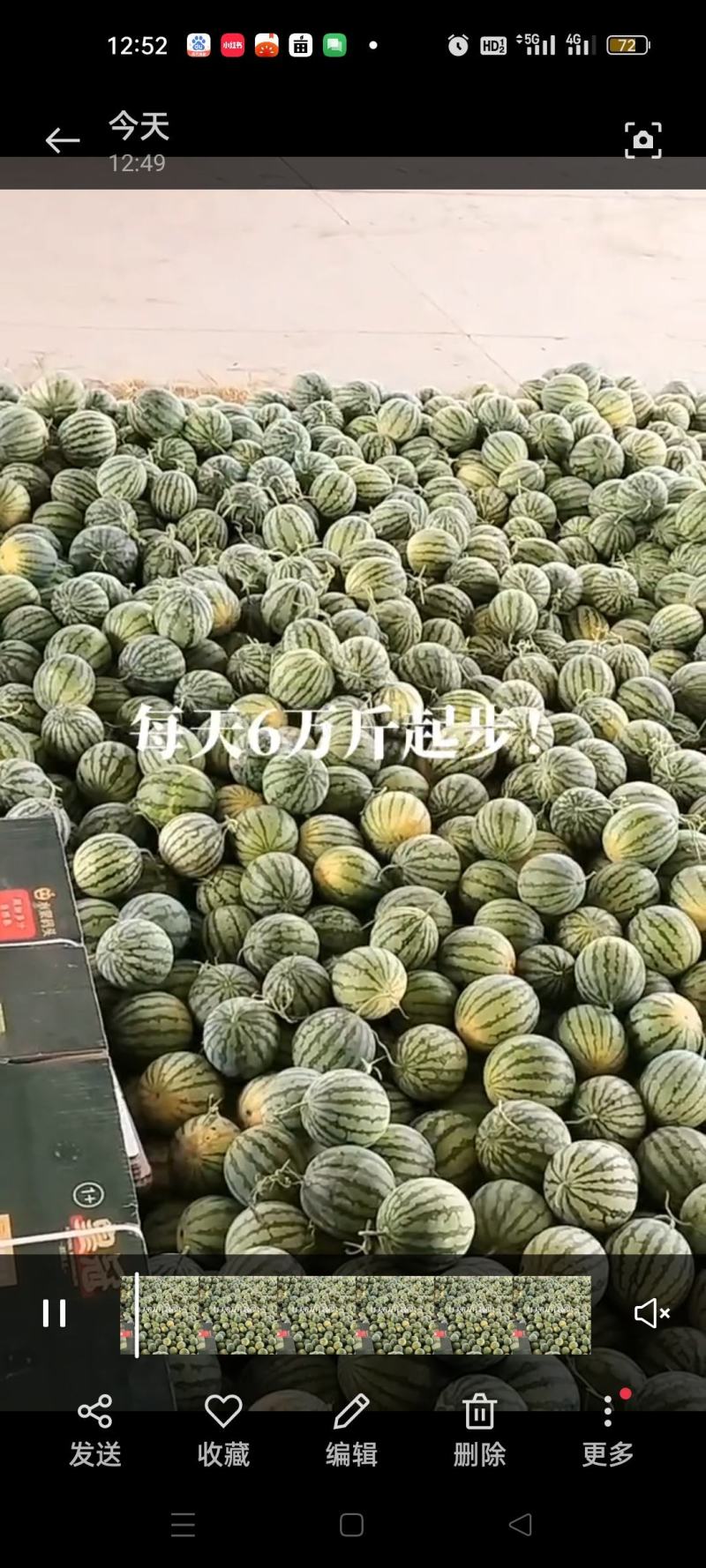 大棚美都西瓜大量上市
