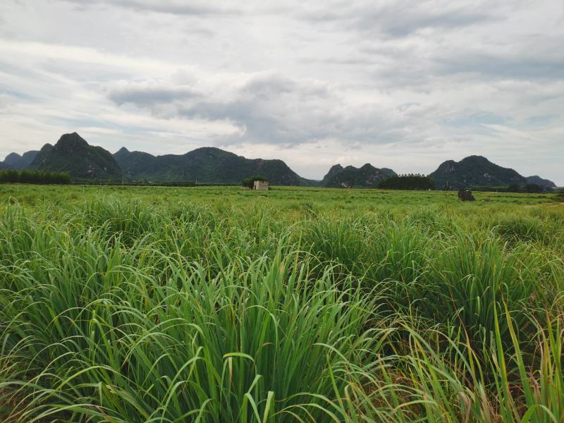 广西南宁柠檬香茅草大量供应产地直发对接全国客商欢迎致电