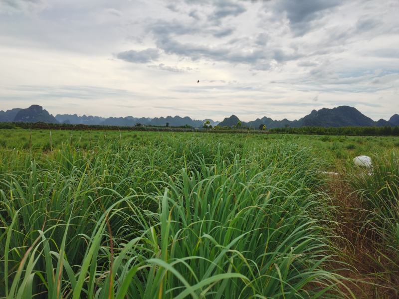 广西南宁柠檬香茅草大量供应产地直发对接全国客商欢迎致电