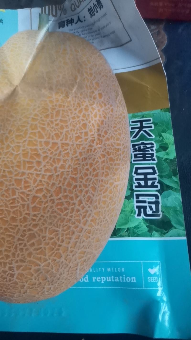 自己种植哈密瓜，小量