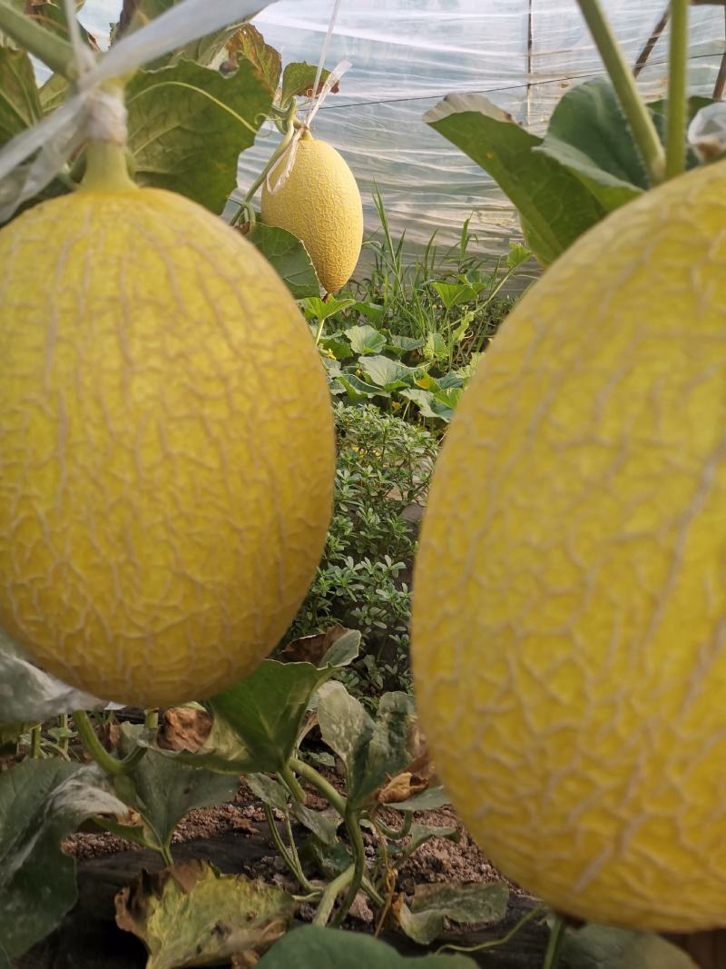 自己种植哈密瓜，小量