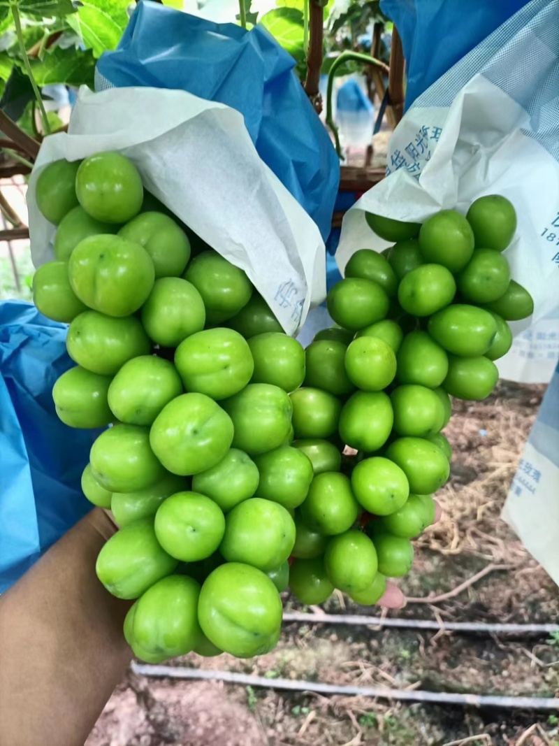 【阳光玫瑰新鲜上市基地大量供应货源充足，欢迎洽谈