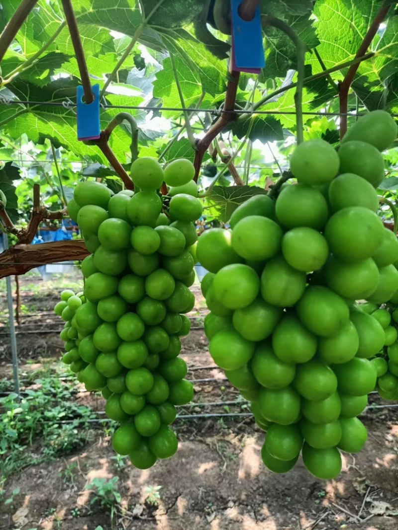 【阳光玫瑰新鲜上市基地大量供应货源充足，欢迎洽谈