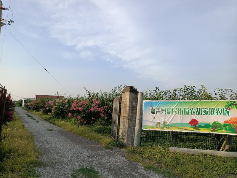 自家果园翠冠梨每天新鲜采摘