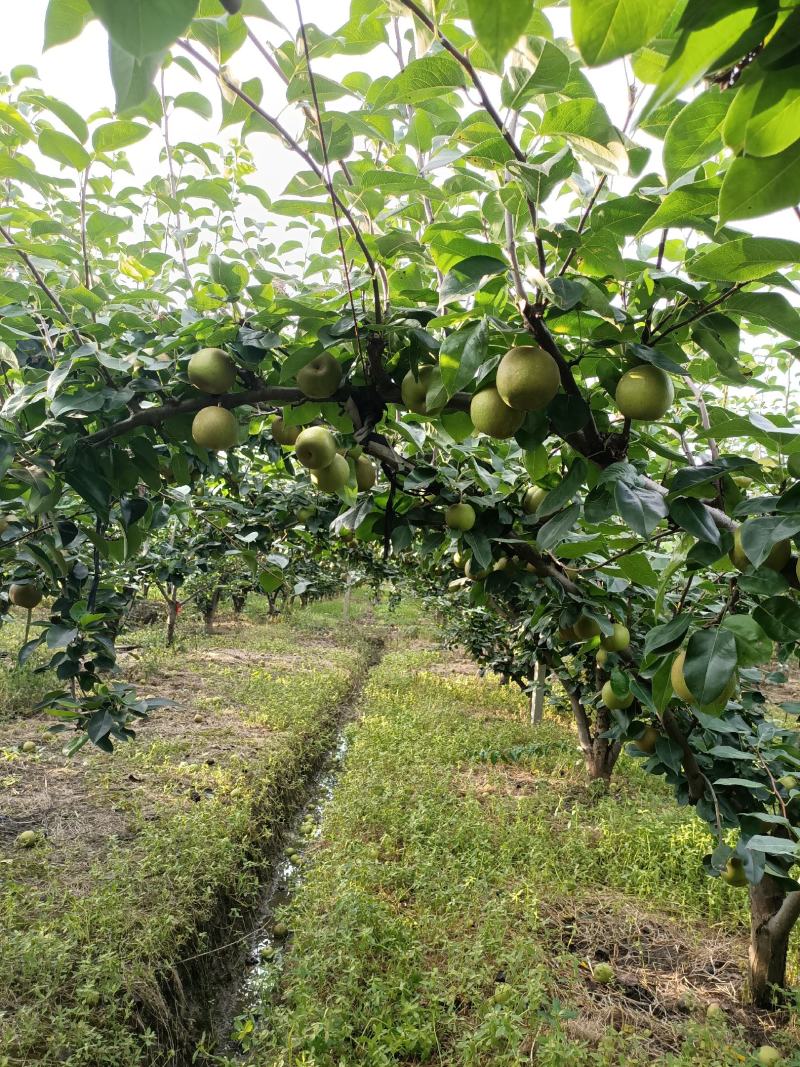 自家果园翠冠梨每天新鲜采摘