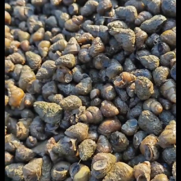 需要的老板赶紧联系我大量螺蛳现货
