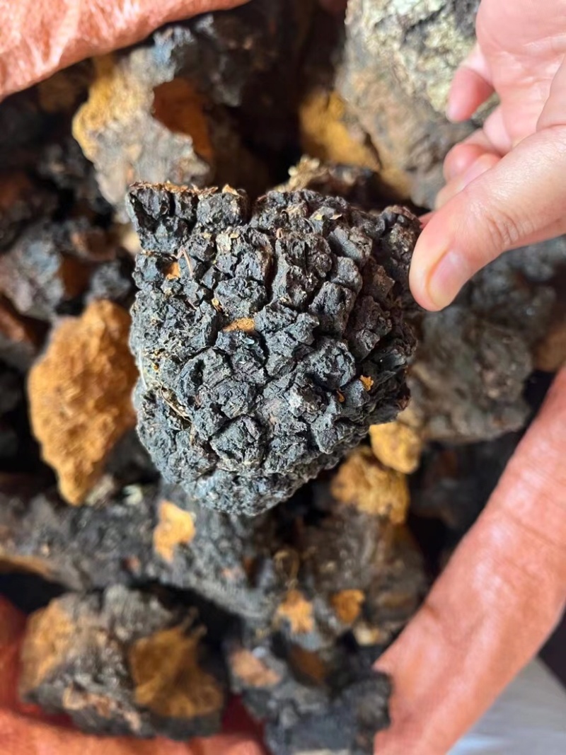 桦树茸白桦茸黑精颗粒欢迎选购大货批发