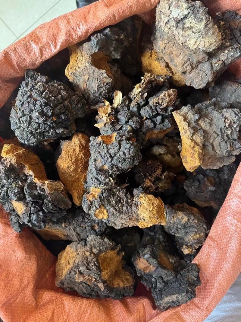 桦树茸白桦茸黑精颗粒欢迎选购大货批发