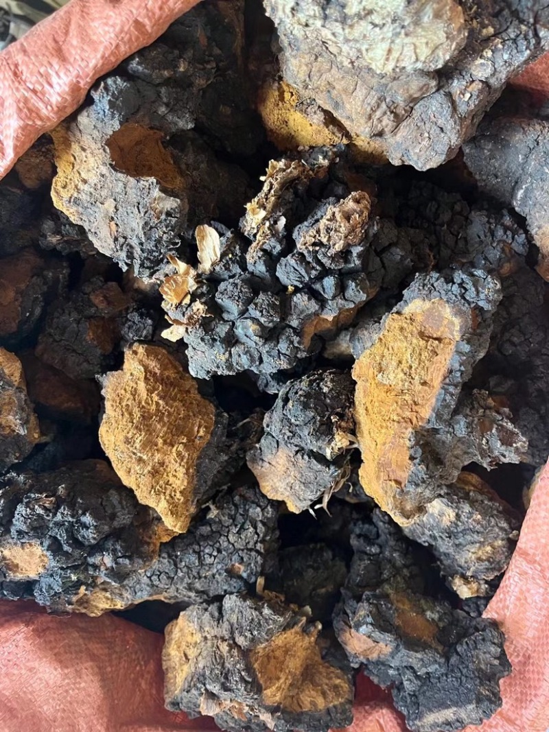 桦树茸白桦茸黑精颗粒欢迎选购大货批发