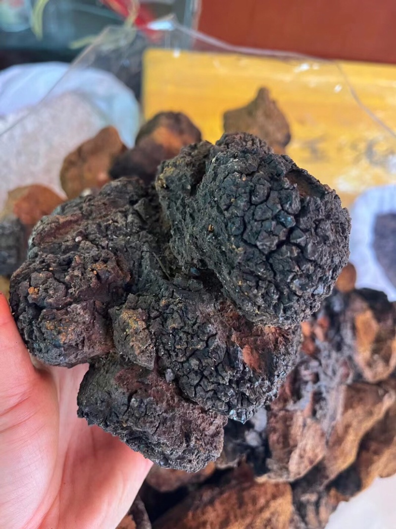 桦树茸白桦茸黑精颗粒欢迎选购大货批发
